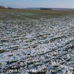 冬小麦の越冬は比較的順調（ロシア）